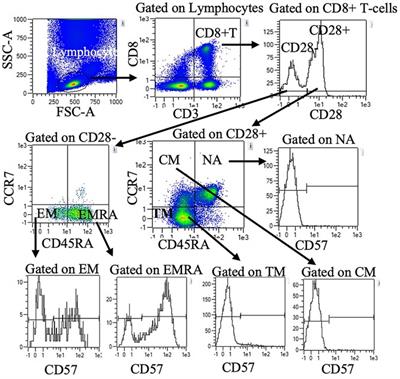 Characterization of transitional memory CD4+ and CD8+ T-cell mobilization during and after an acute bout of exercise